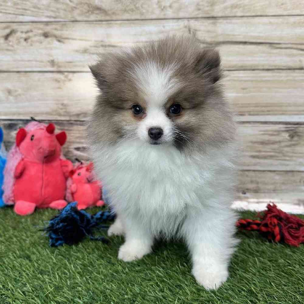 Male Pomeranian Puppy for Sale in Saugus, MA