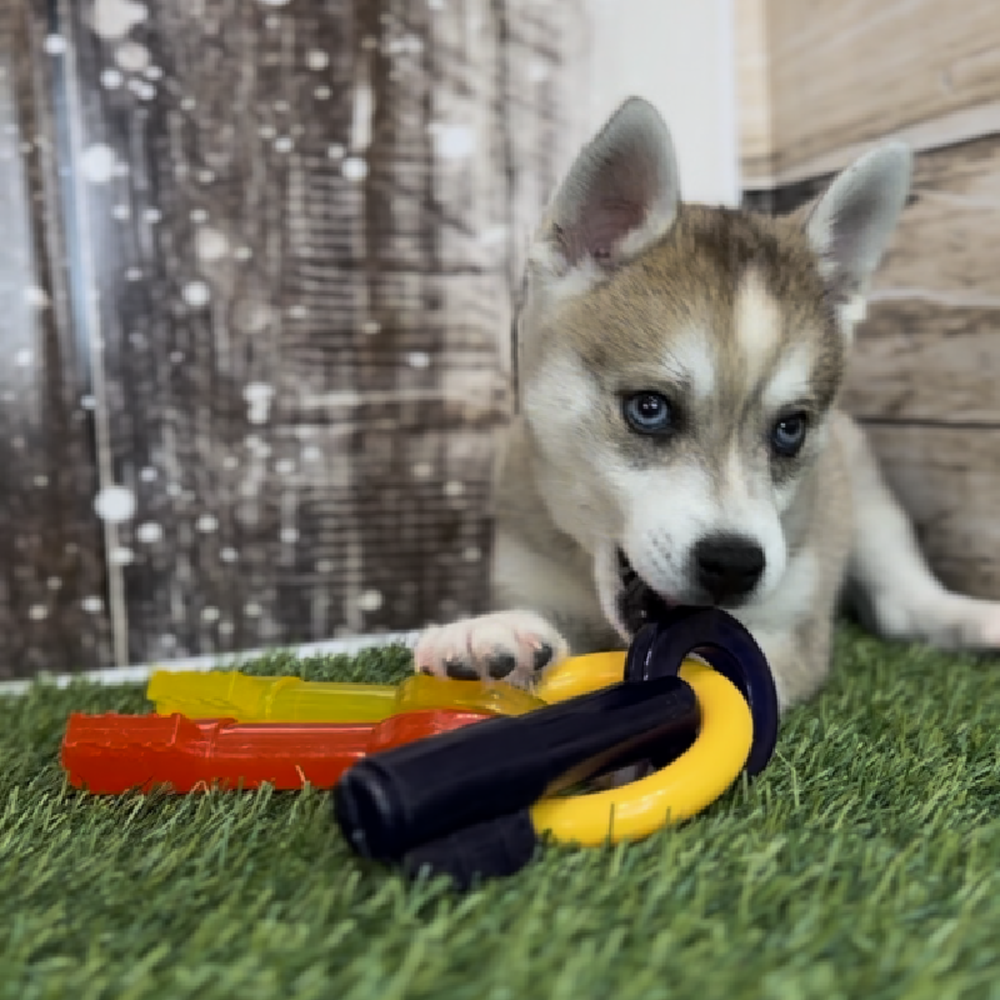 Male Alaskan Klee Kai Puppy for Sale in Saugus, MA