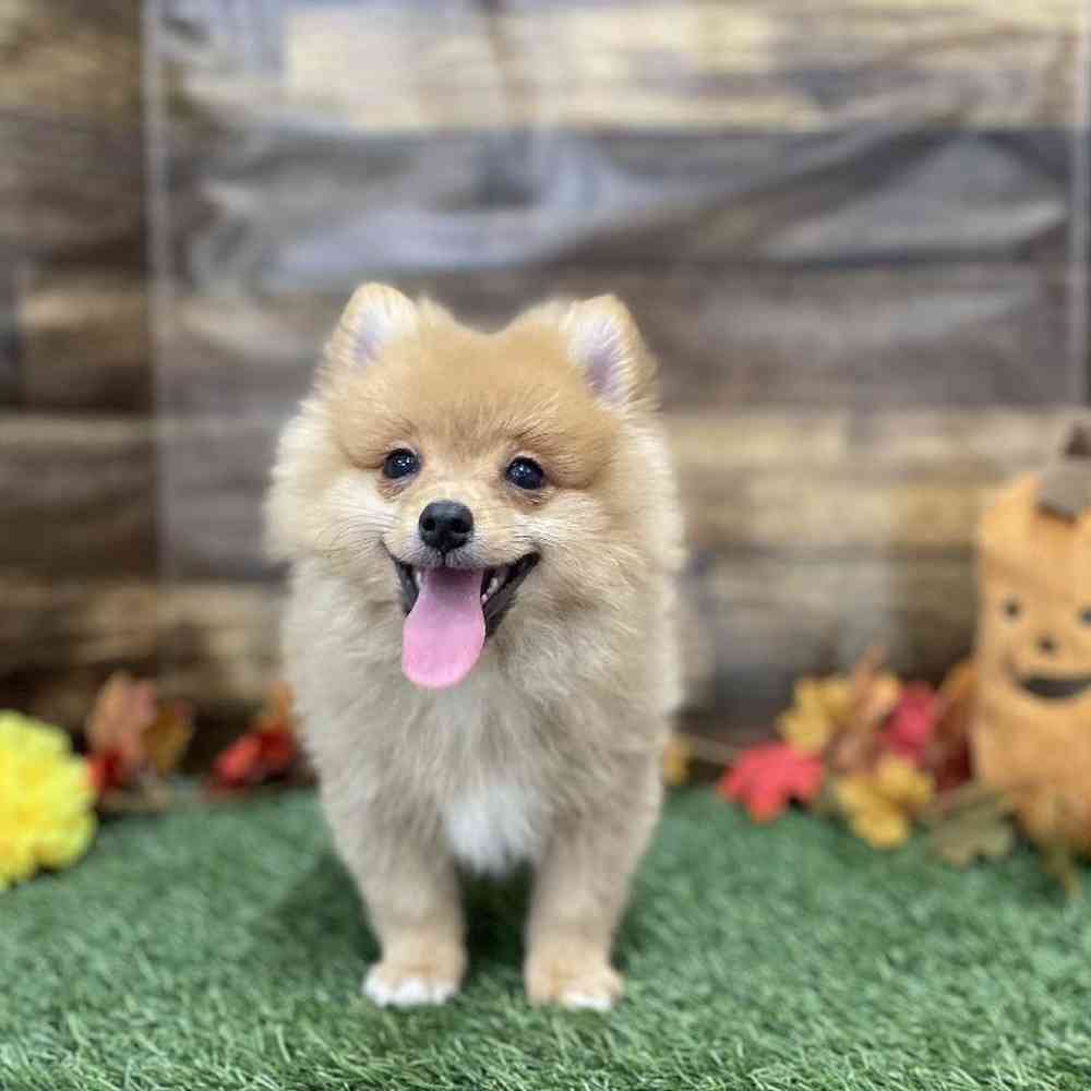 Male Pomeranian Puppy for Sale in Braintree, MA