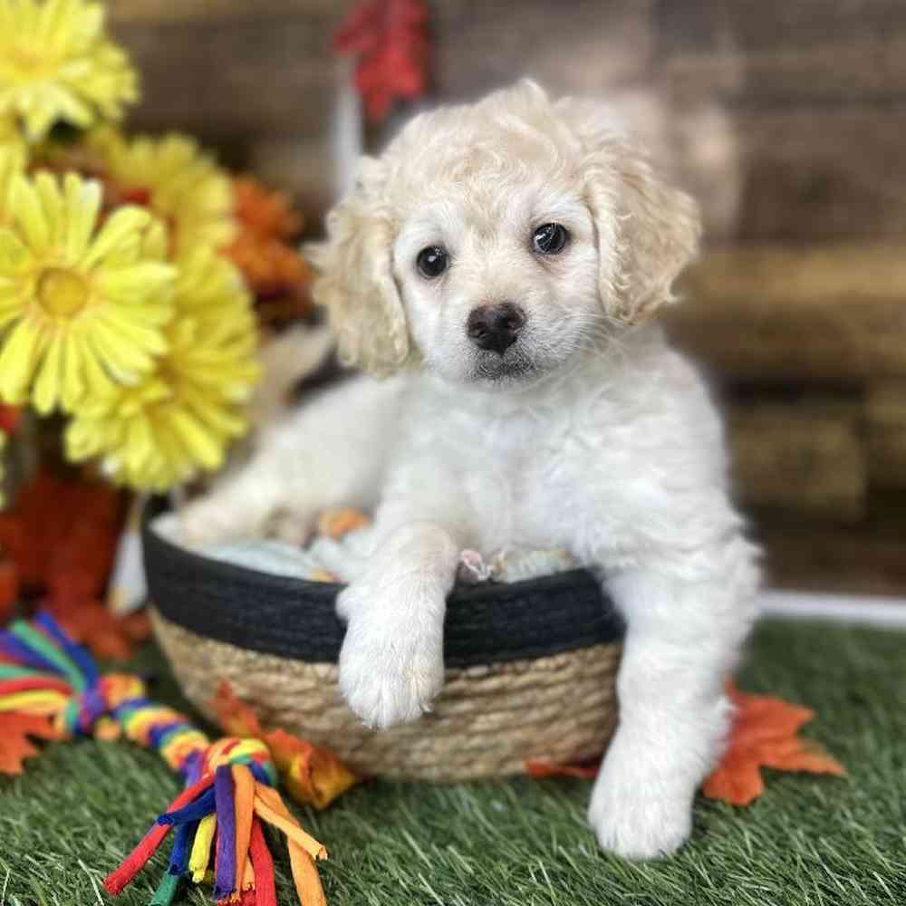 Male Cockapoo 2nd Gen Puppy for Sale in Saugus, MA
