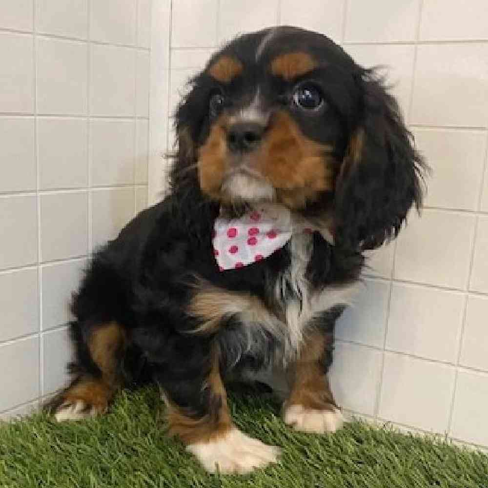 Male Cavalier King Charles Spaniel Puppy for sale