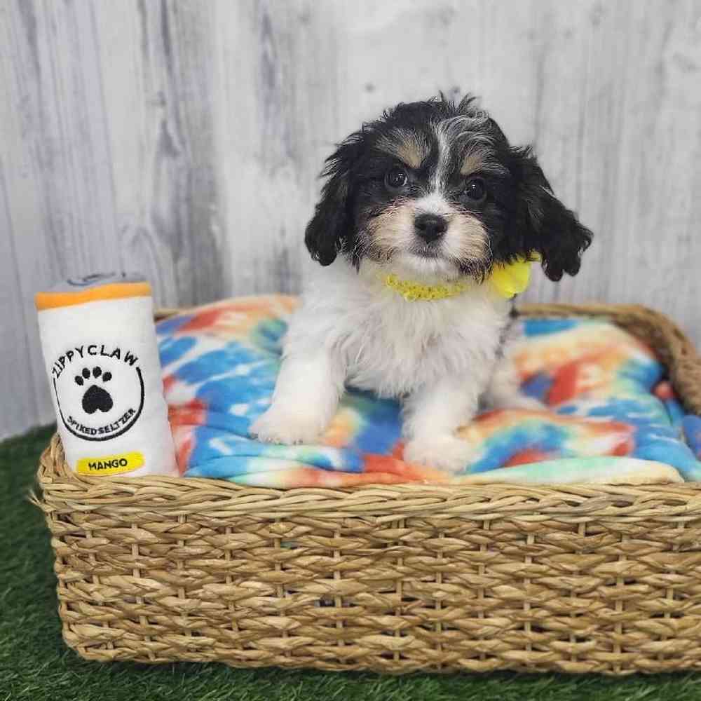 Female Cavachon Puppy for Sale in Saugus, MA
