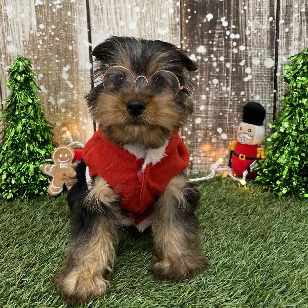 Male Silky Terrier Puppy for Sale in Braintree, MA