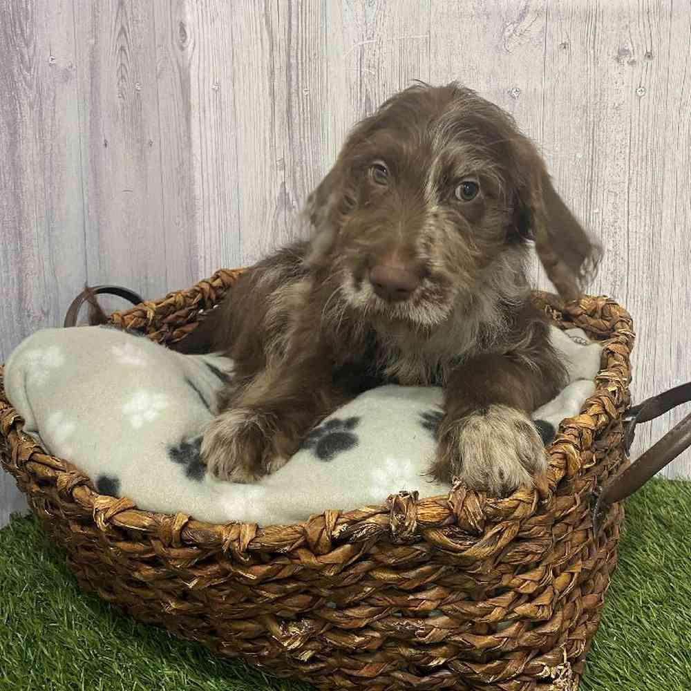 Male Labradoodle Puppy for Sale in Saugus, MA