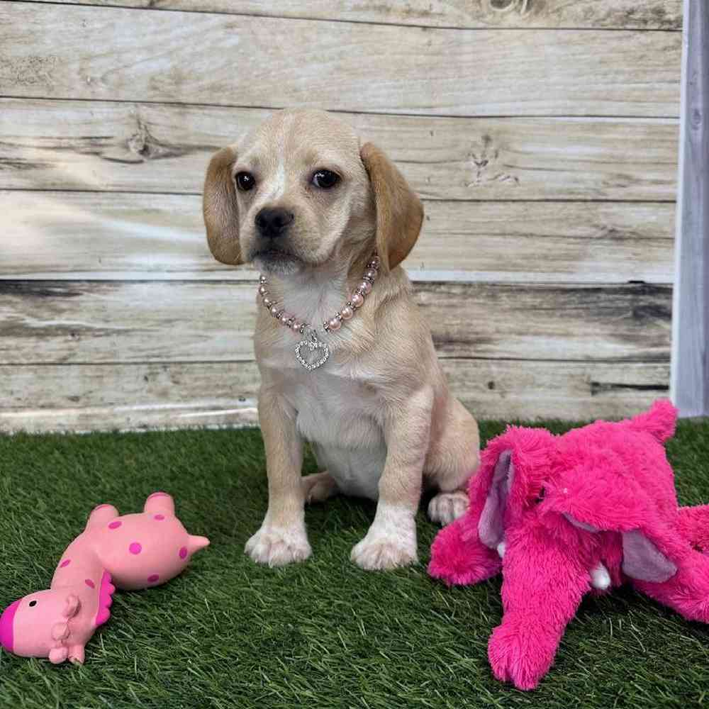 Female Puggle Puppy for Sale in Saugus, MA