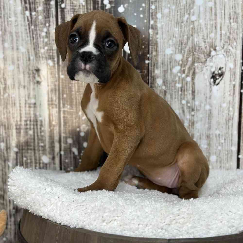 Female Boxer Puppy for Sale in Saugus, MA