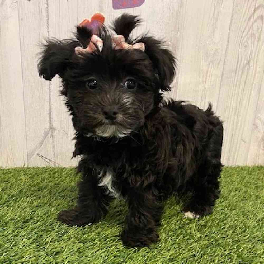 Female Maltichon-Yorkie Mix Puppy for sale