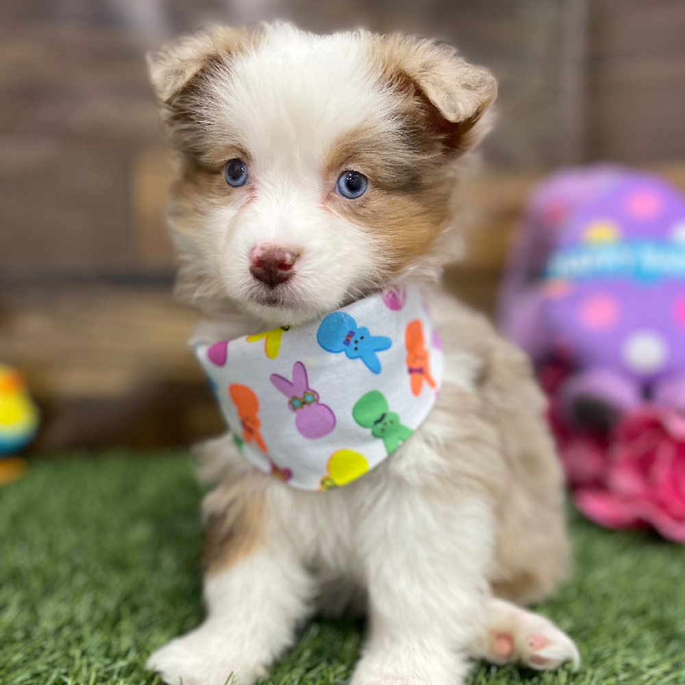 Female Miniature Australian Shepherd Puppy for Sale in Braintree, MA