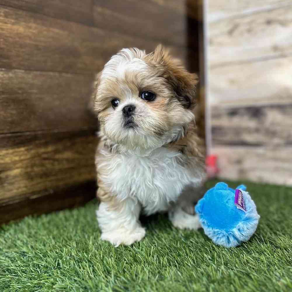 Male Shih Tzu Puppy for Sale in Saugus, MA