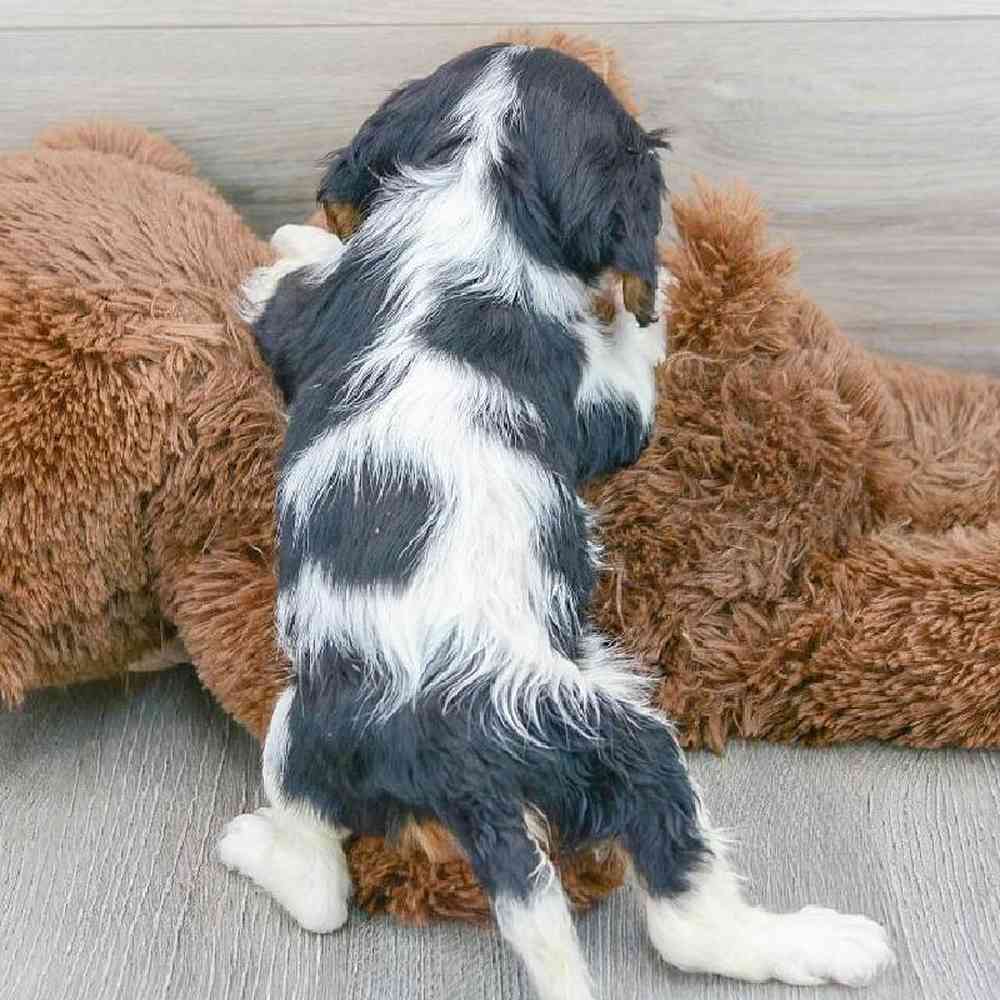 cavalier-king-charles-spaniel-trista-5312880514000012.jpg