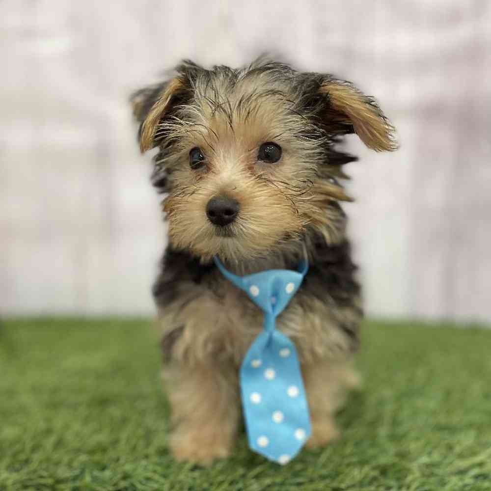 Male Yorkshire Terrier Puppy for Sale in Braintree, MA