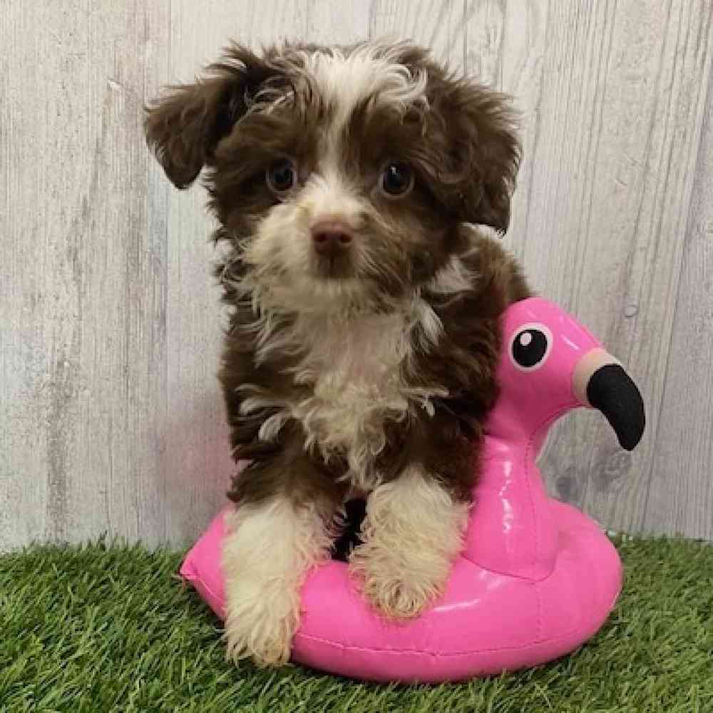 Male Mini Aussiedoodle Puppy for Sale in Braintree, MA