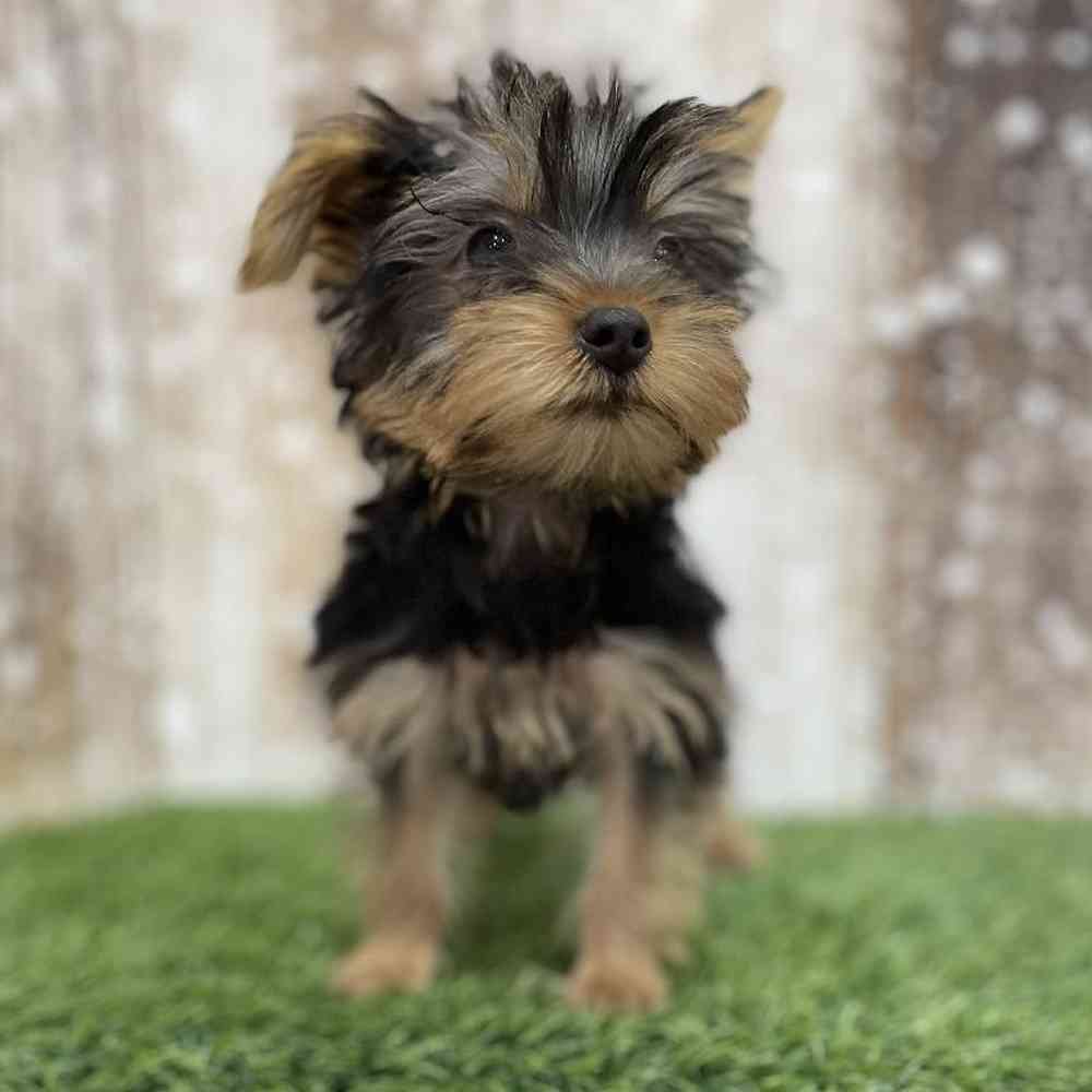 Female Yorkshire Terrier Puppy for Sale in Braintree, MA