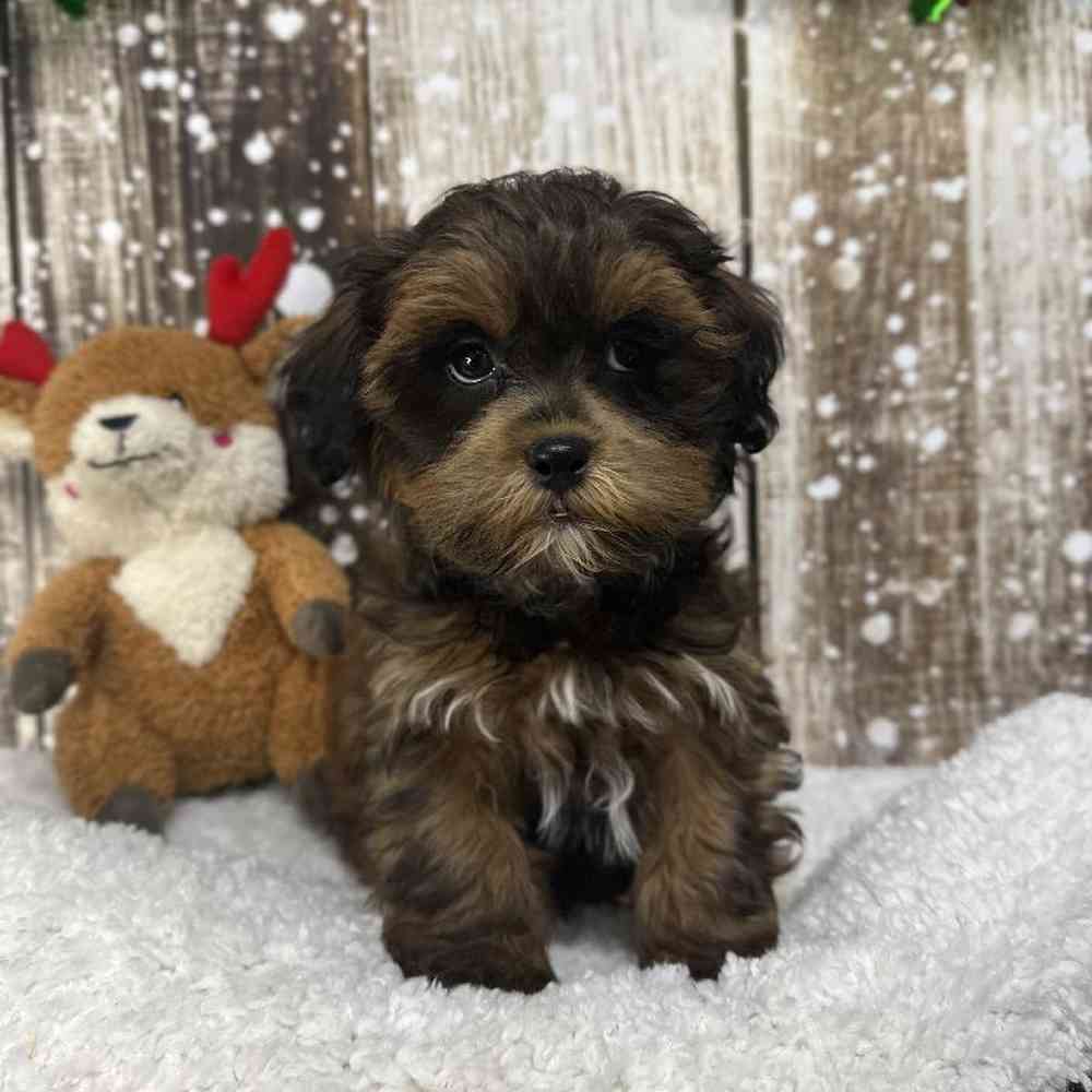 Male Shih-Poo Puppy for Sale in Saugus, MA