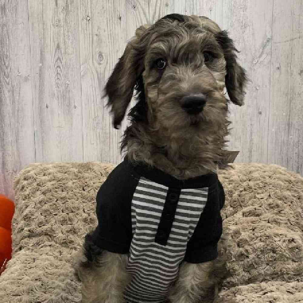Male Goldendoodle Puppy for sale