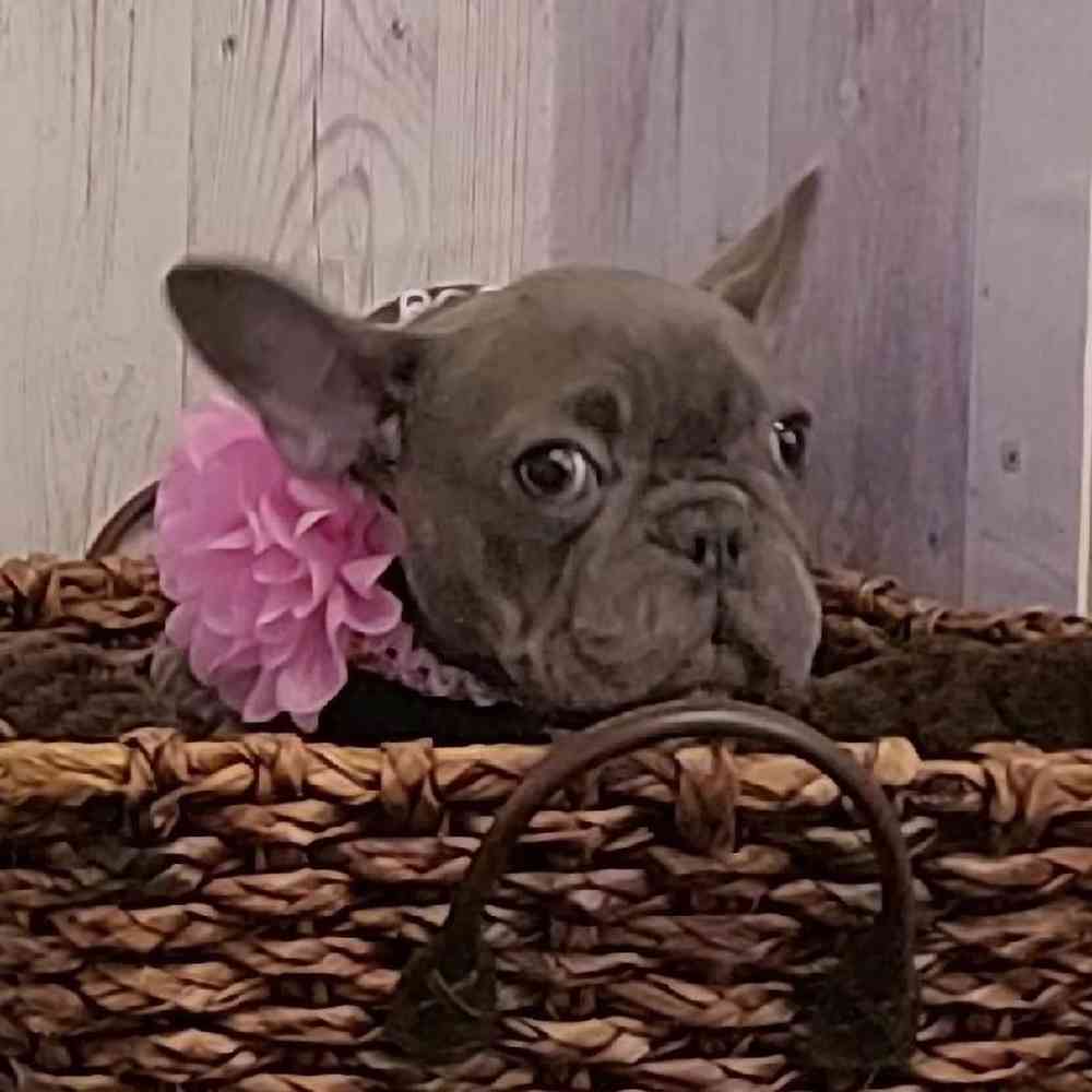 Female French Bulldog Puppy for sale