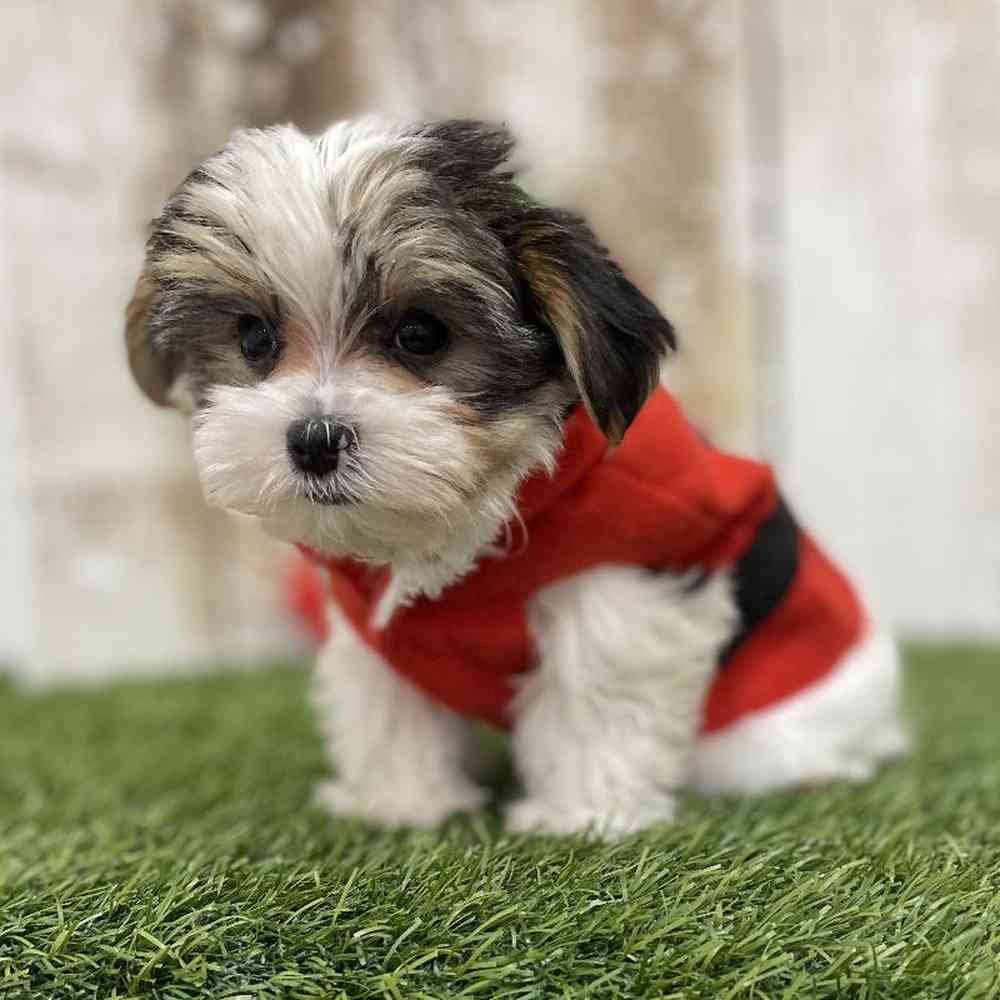 Male Morkie Puppy for Sale in Braintree, MA