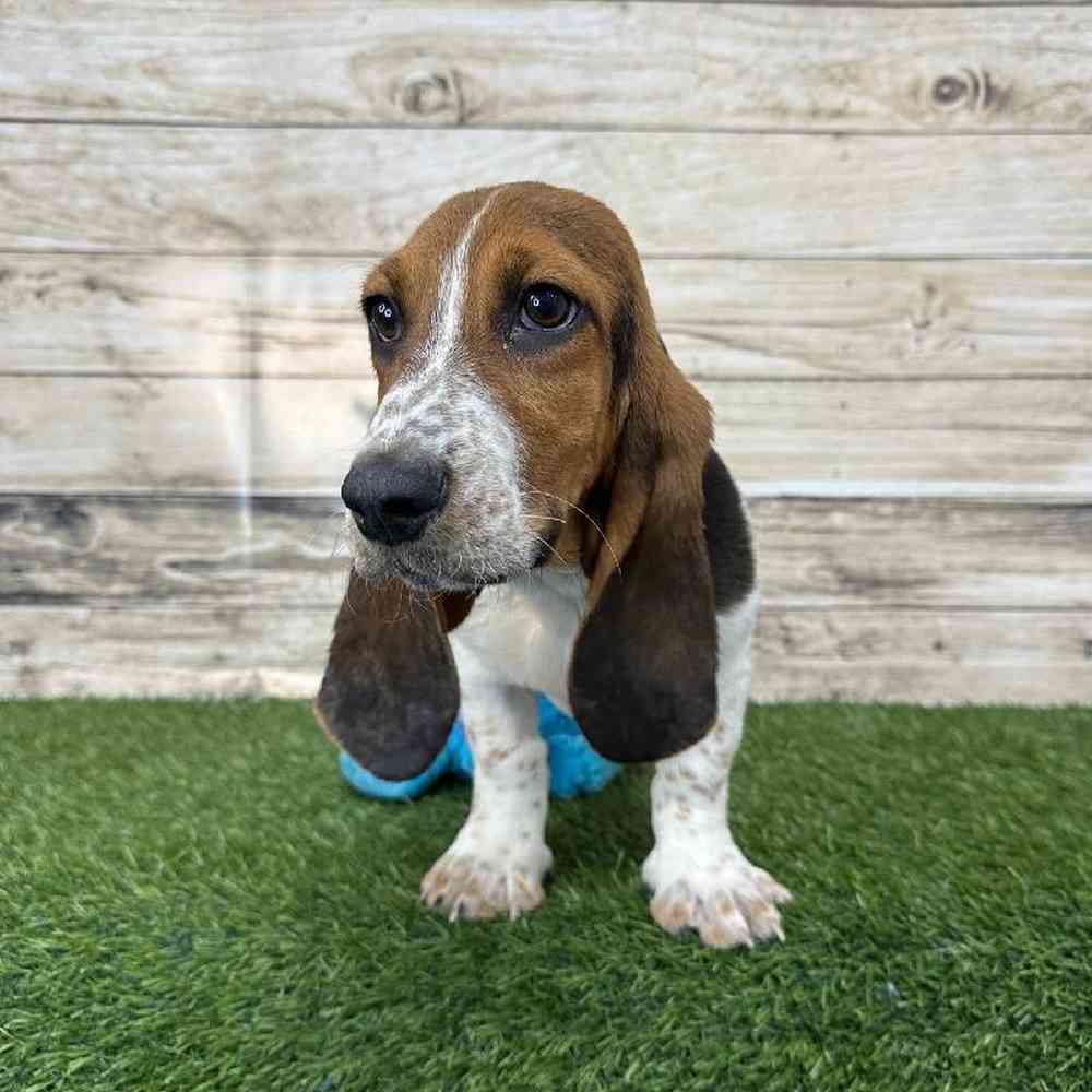 Male Basset Hound Puppy for Sale in Saugus, MA