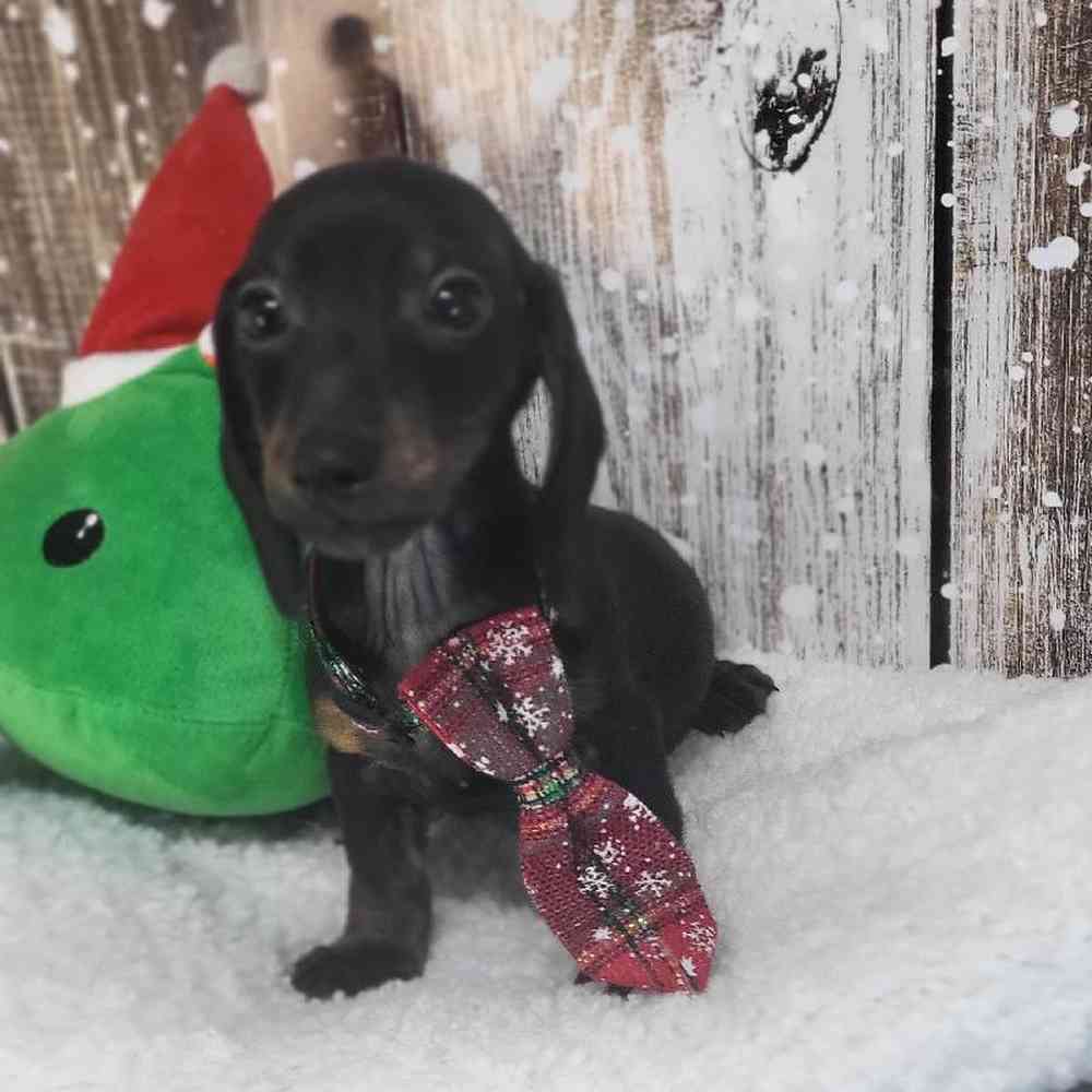Male Dachshund Puppy for Sale in Saugus, MA