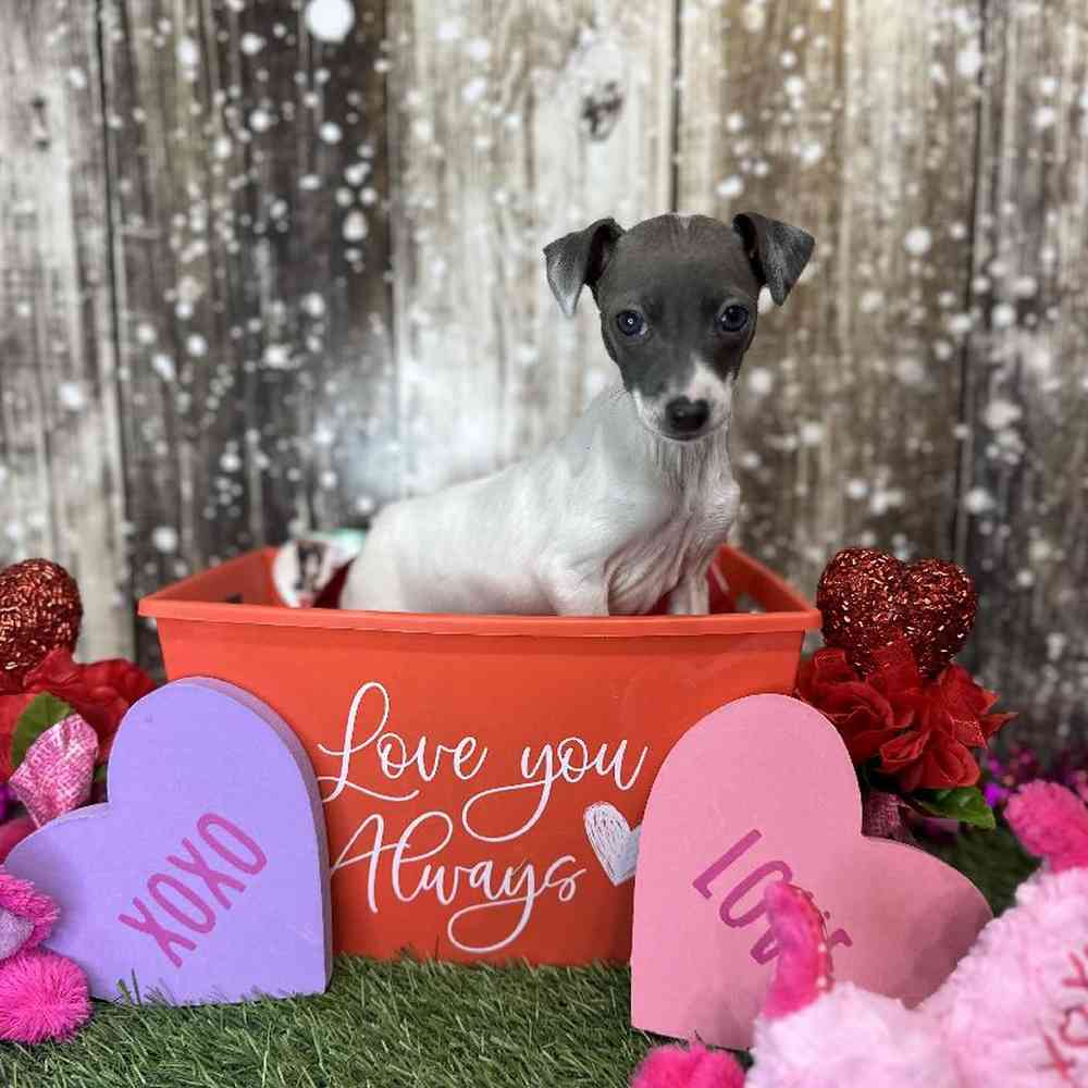 Female Italian Greyhound Puppy for Sale in Saugus, MA