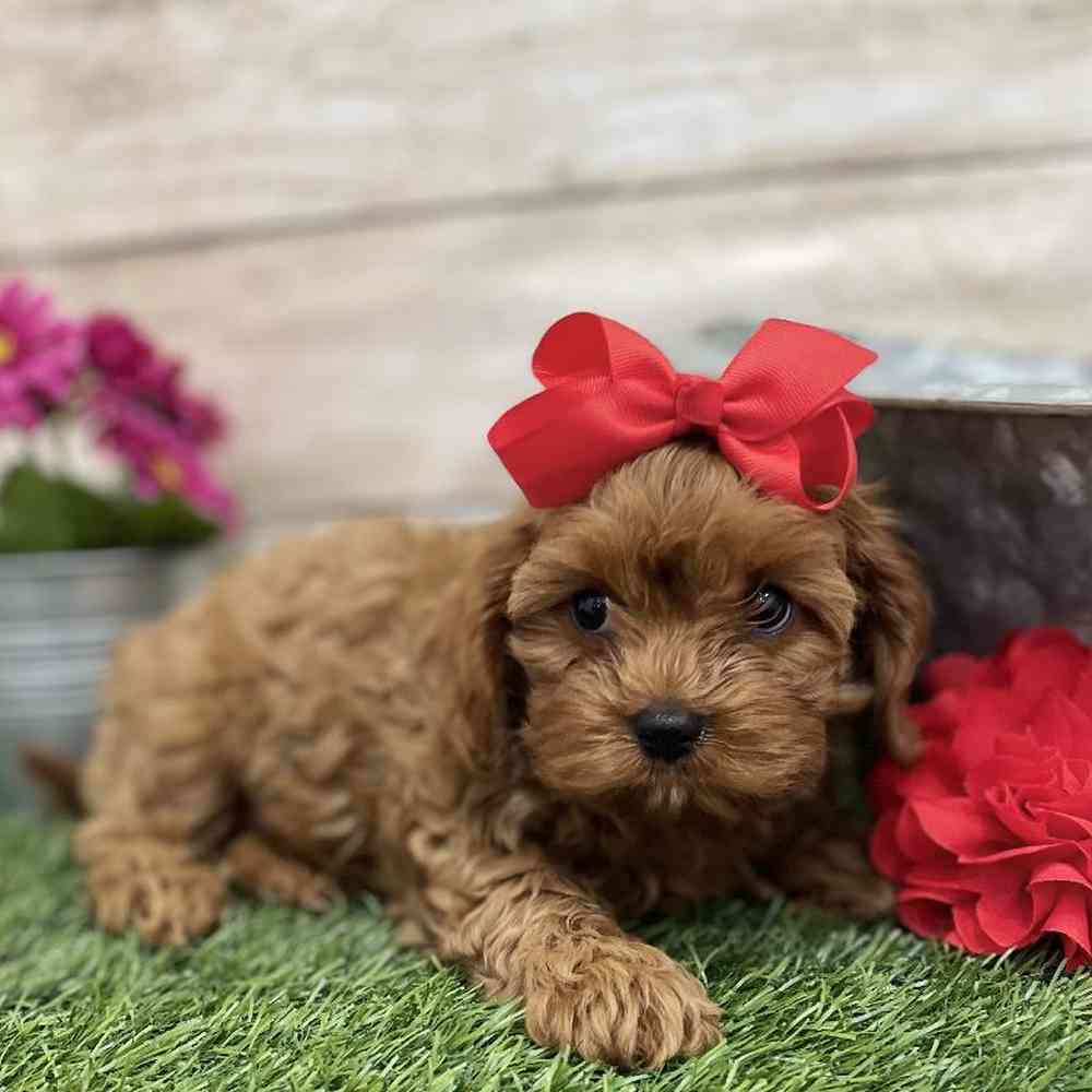 Female Cavapoo Puppy for Sale in Braintree, MA