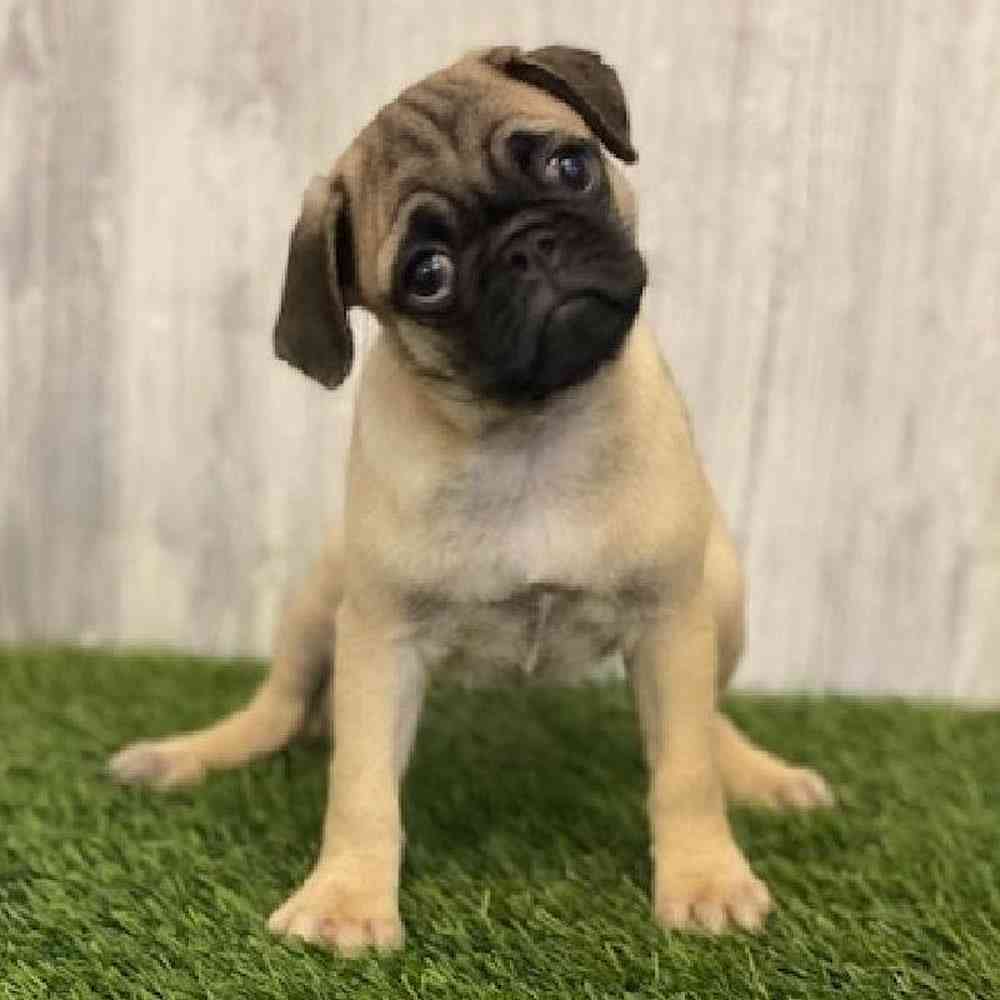 Female Pug Puppy for sale