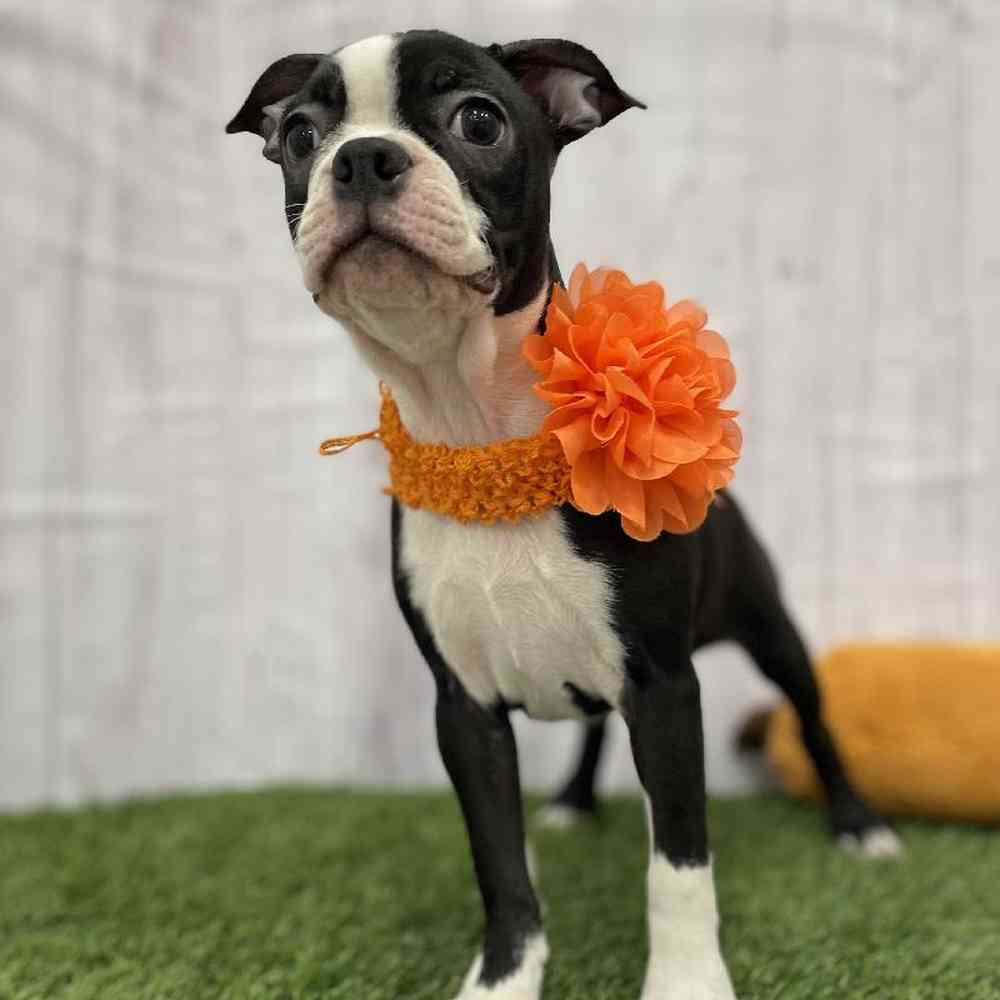 Boston terrier sales for sale $200