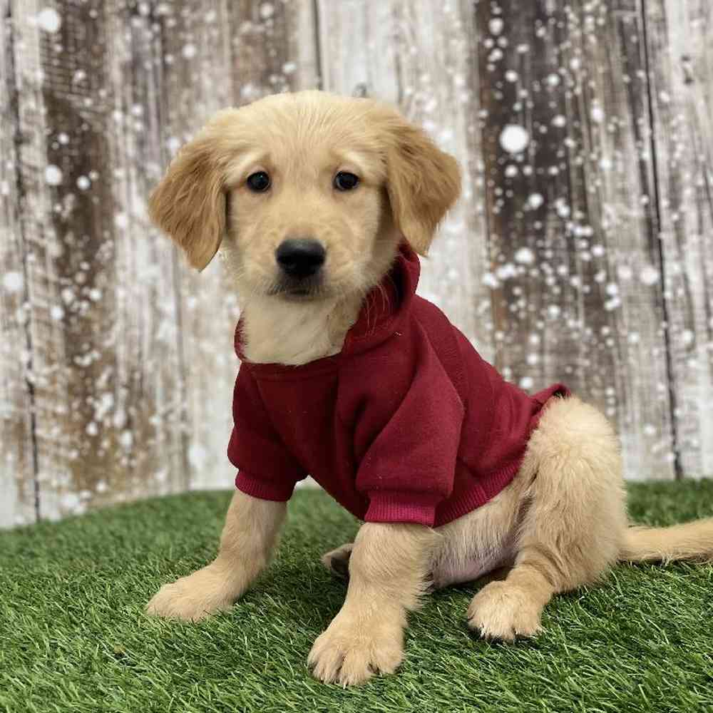 Male Golden Retriever Puppy for Sale in Braintree, MA
