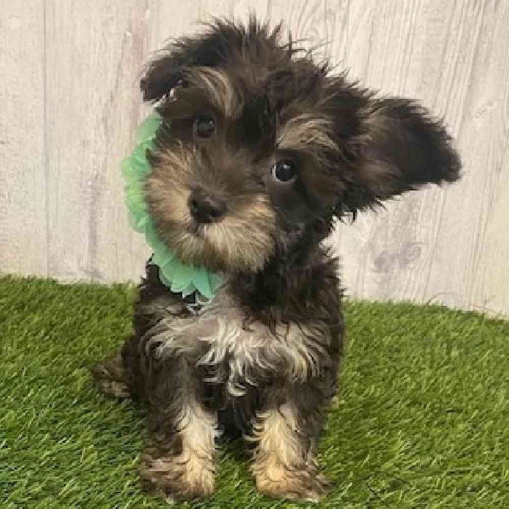 Female Hava-Schnauzer Puppy for sale