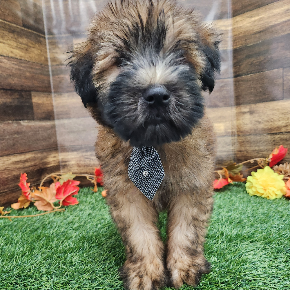 Male Soft Coated Wheaten Terrier Puppy for Sale in Braintree, MA