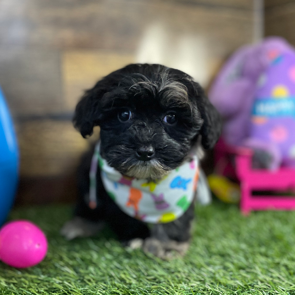 Male Havapoo Puppy for Sale in Braintree, MA