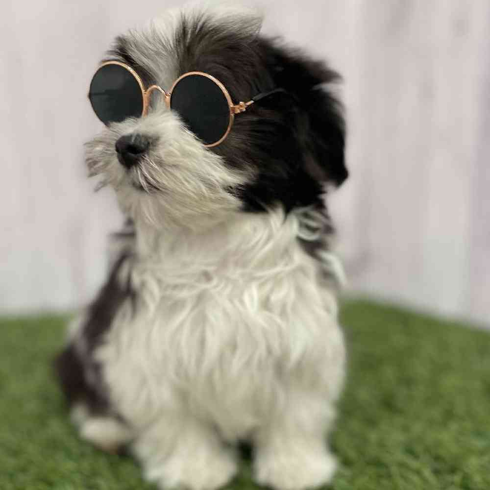Male Havamalt Puppy for Sale in Braintree, MA