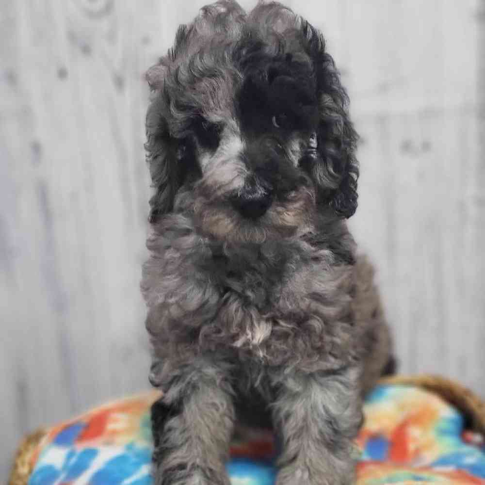 Male Poodle Moyen (Medium) Puppy for Sale in Saugus, MA