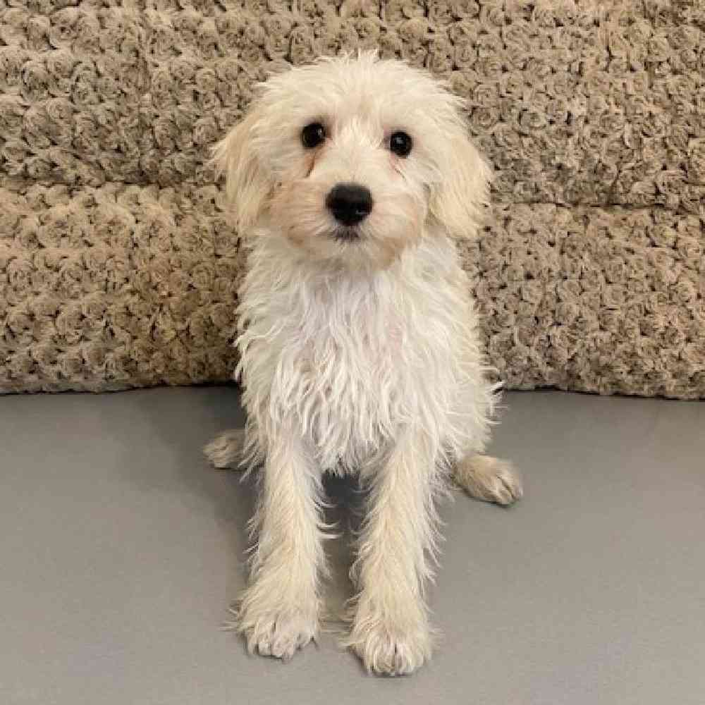 Male Schnoodle Puppy for sale