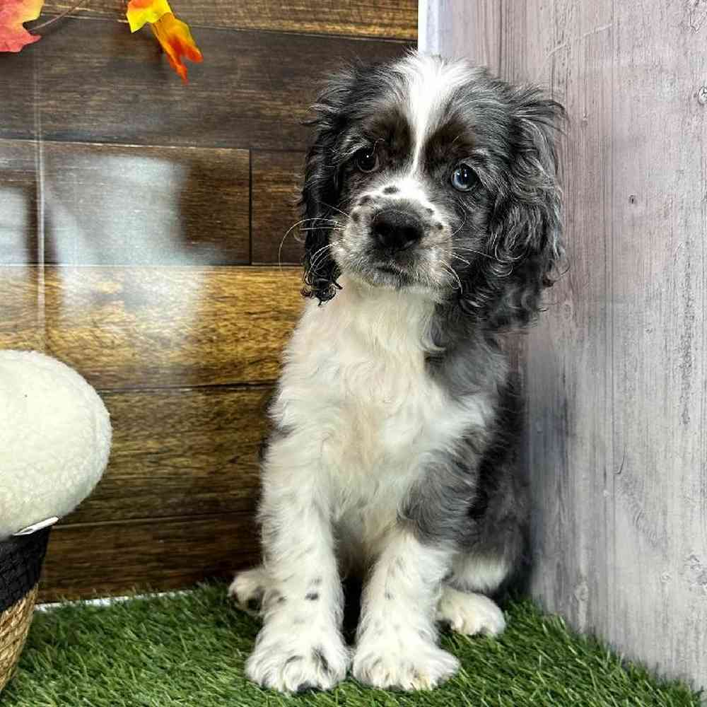 Male Cocker Spaniel Puppy for Sale in Saugus, MA
