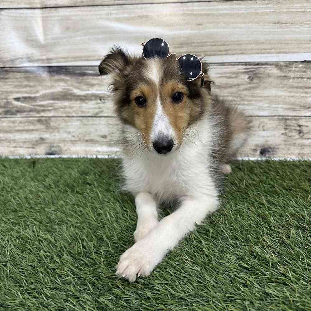 Male Shetland Sheepdog Puppy for Sale in Saugus, MA