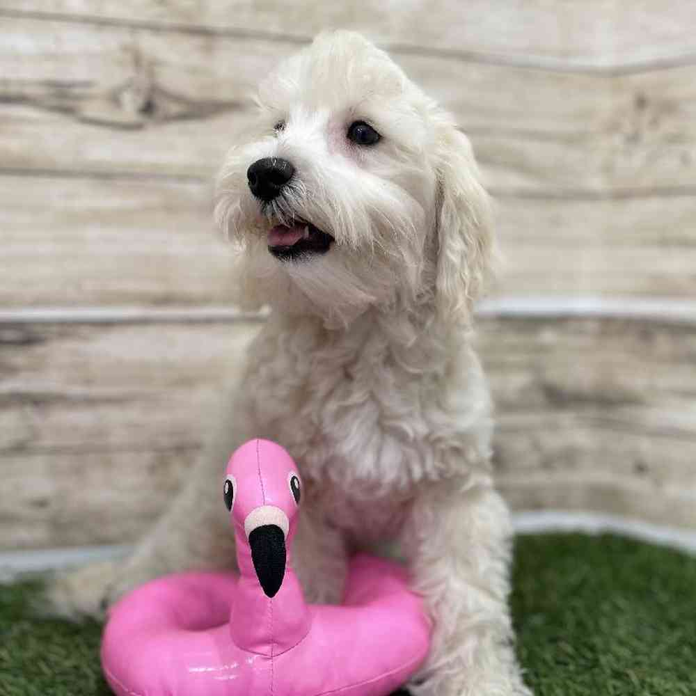 Male Schnoodle Puppy for Sale in Braintree, MA