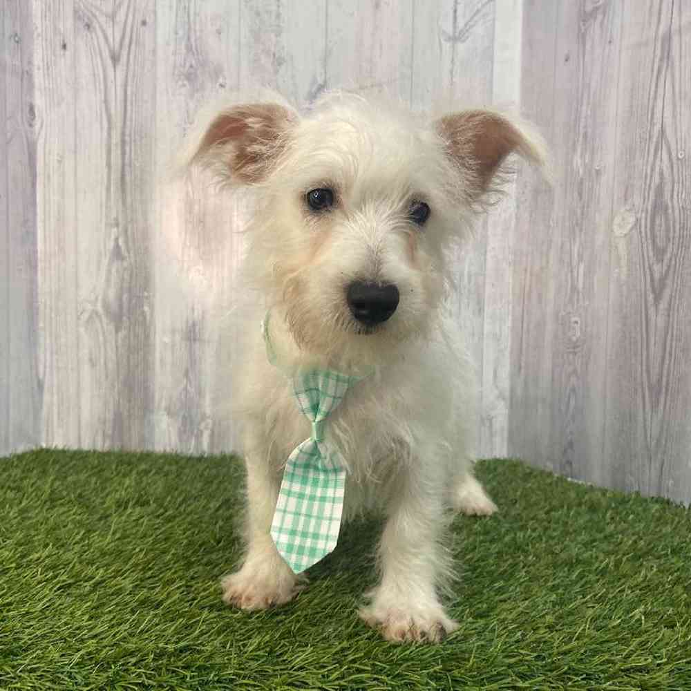 Male Wee-Chon Puppy for Sale in Saugus, MA