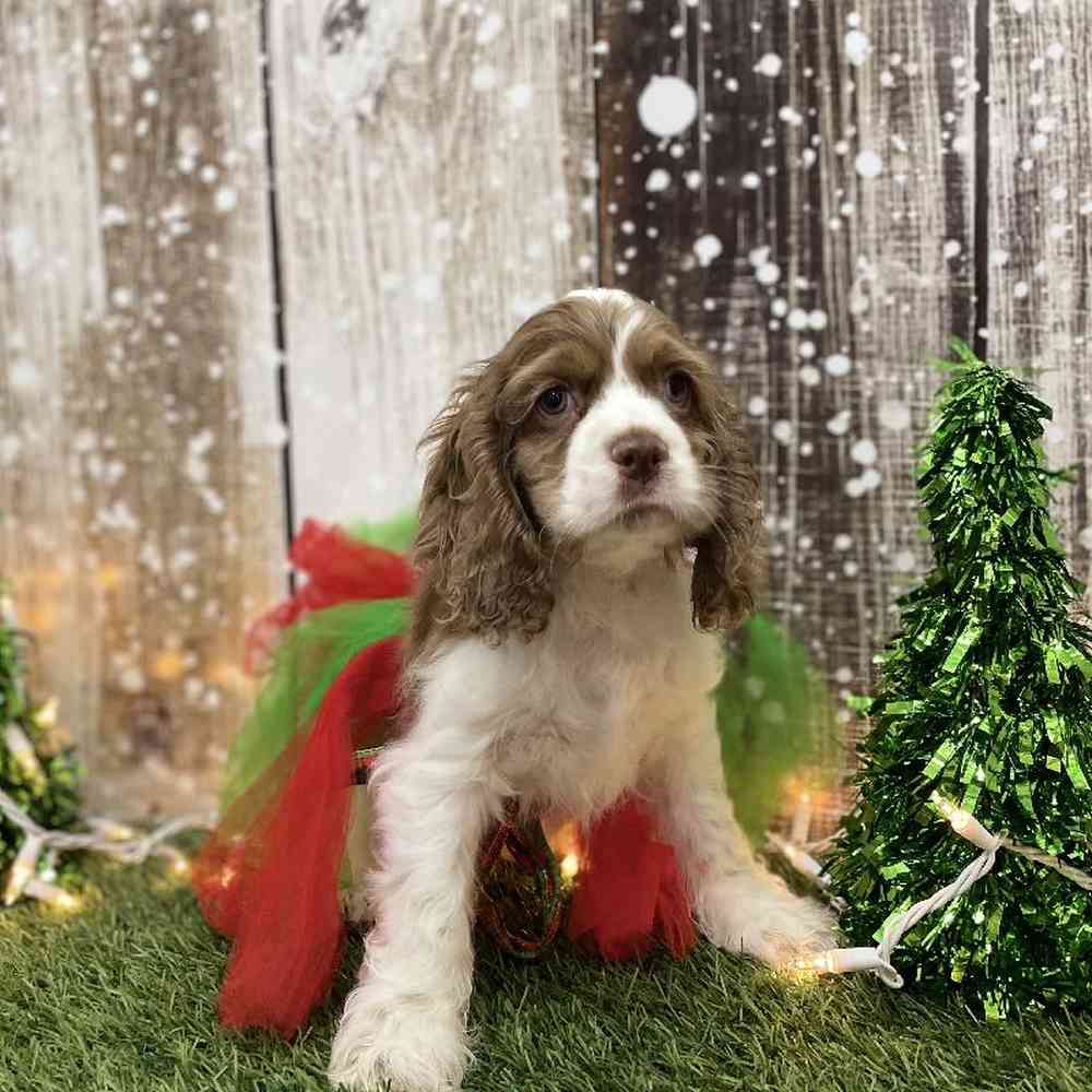Female Cocker Spaniel Puppy for Sale in Braintree, MA