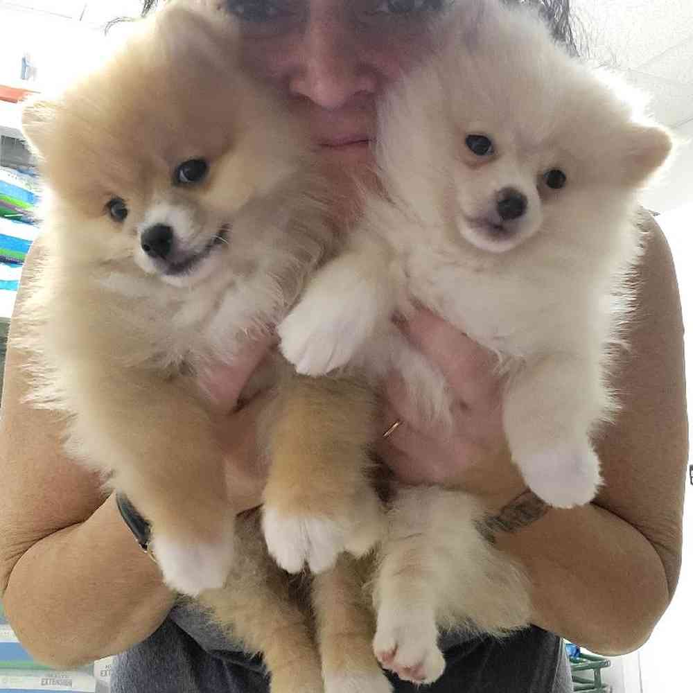 Female Pomeranian Puppy for Sale in Saugus, MA