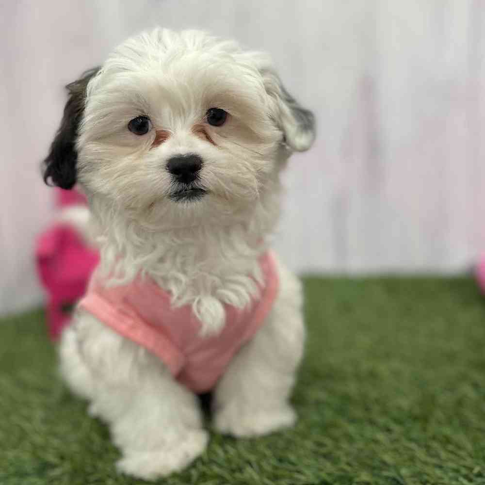 Female Shih-Poo Puppy for Sale in Braintree, MA