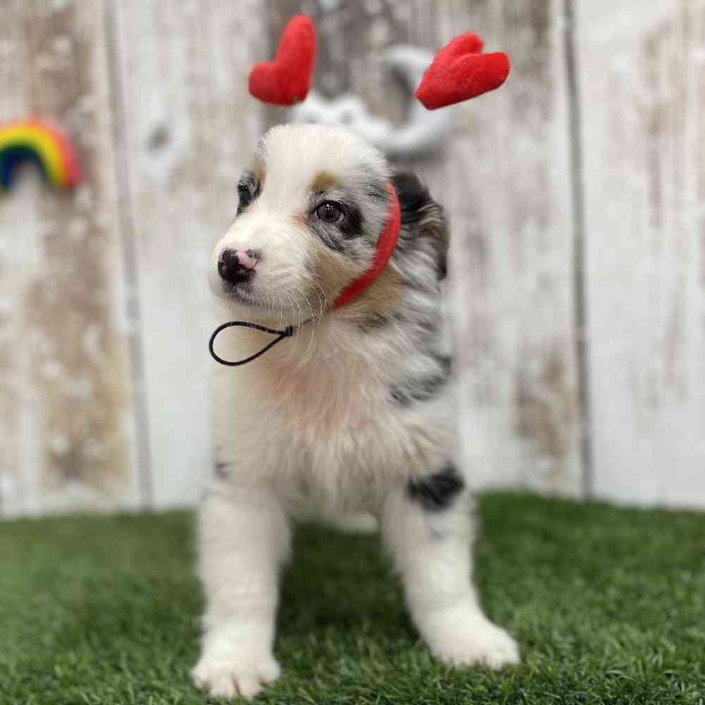 Male Australian Shepherd Puppy for Sale in Braintree, MA