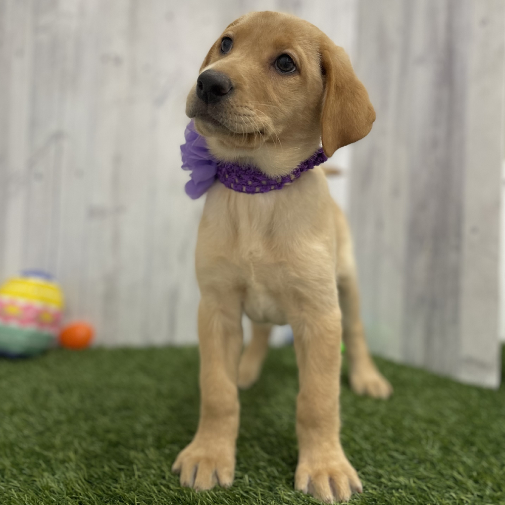 Female Labrador Retriever Puppy for Sale in Braintree, MA