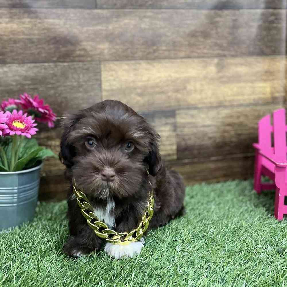 Male Havanese Puppy for Sale in Braintree, MA