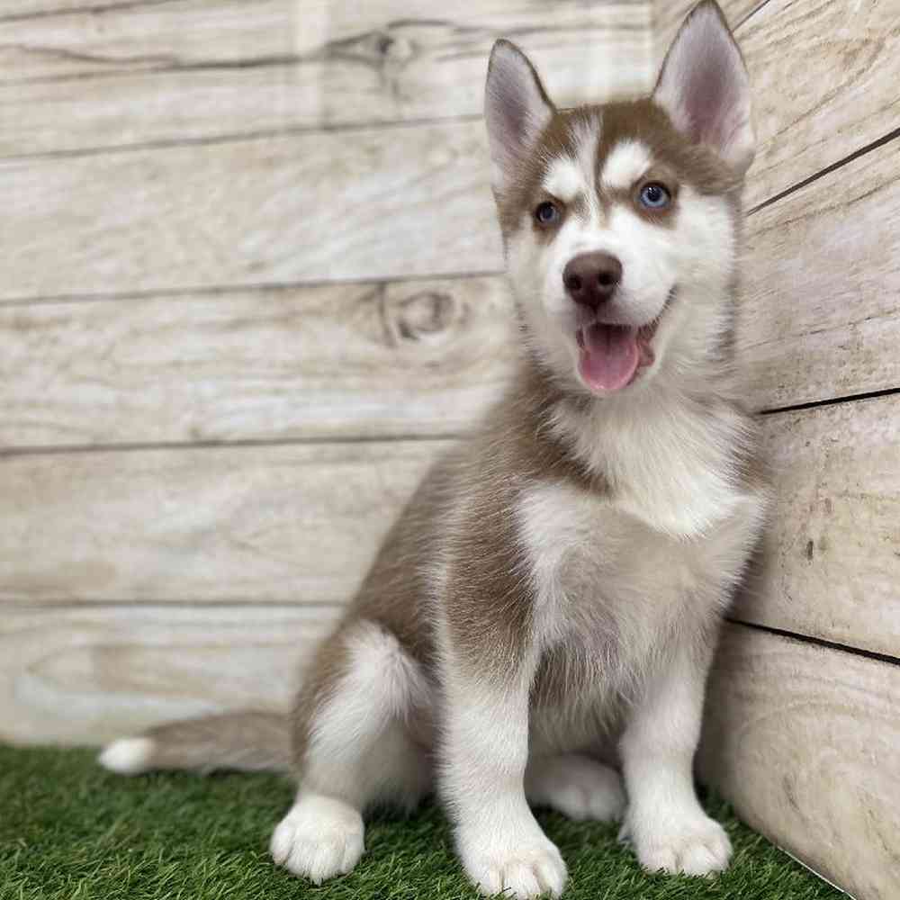 Female Siberian Husky Puppy for Sale in Braintree, MA