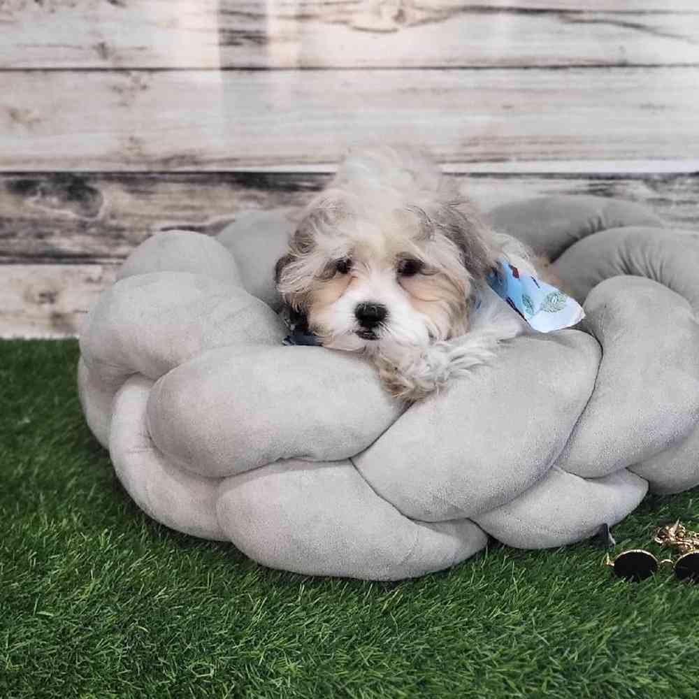Male Shih-Poo Puppy for Sale in Saugus, MA