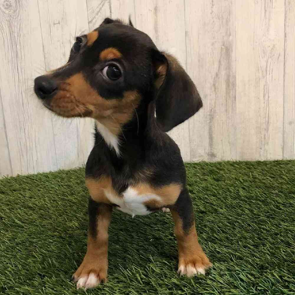 Female Chiweenie Puppy for sale