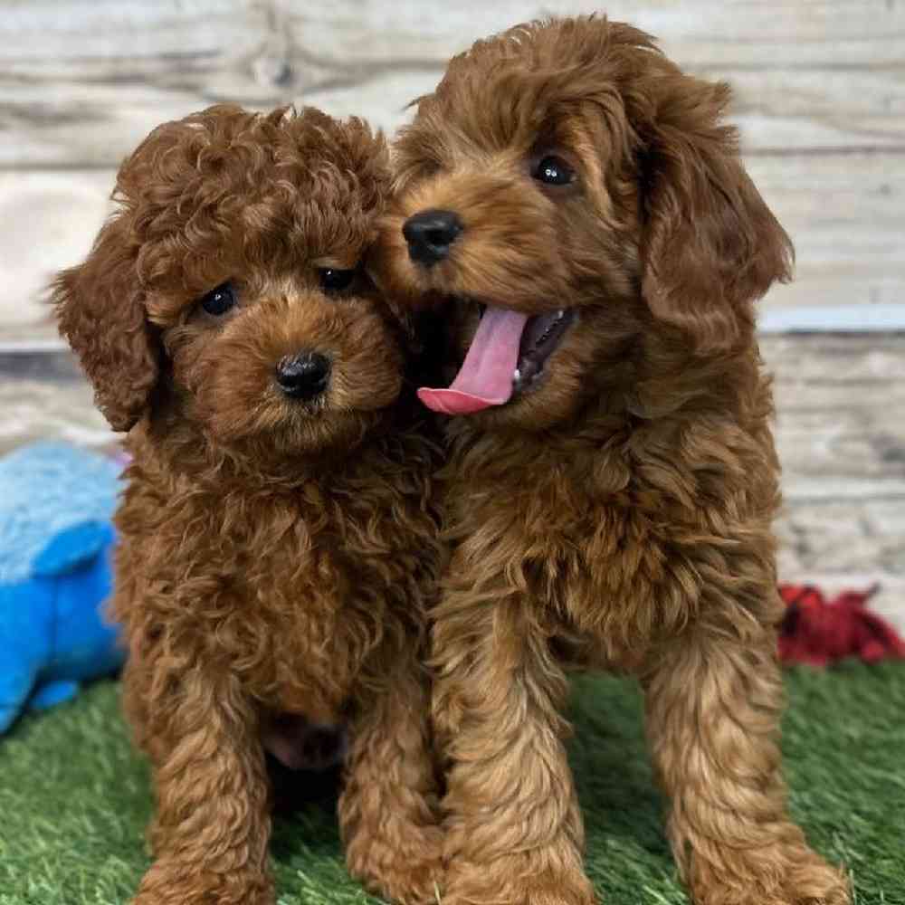 Male Mini Labradoodle 2nd Gen Puppy for Sale in Saugus, MA