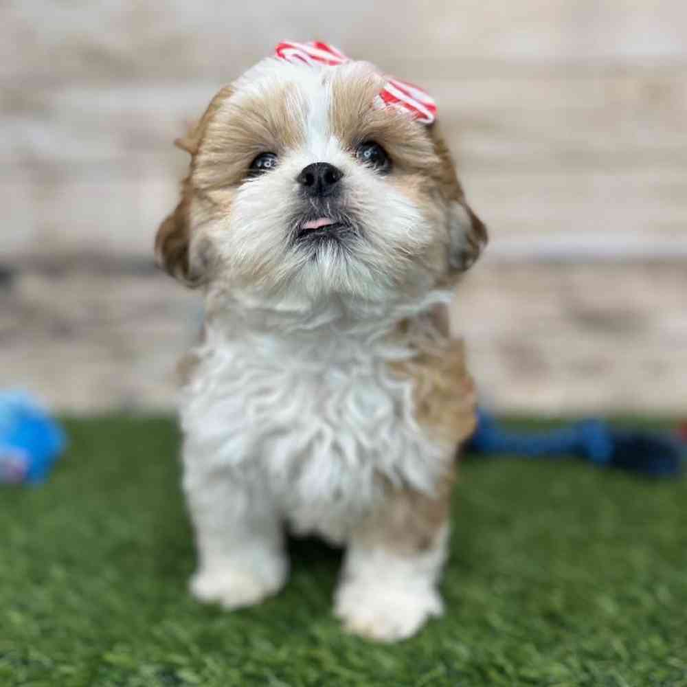 Female Shih Tzu Puppy for Sale in Saugus, MA