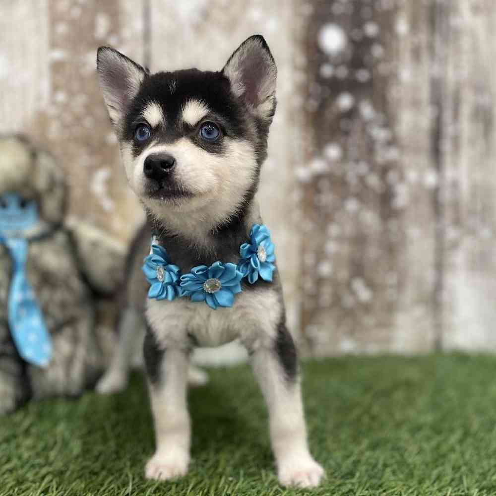 Female Alaskan Klee Kai Puppy for Sale in Braintree, MA